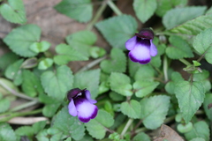 Torenia bicolor